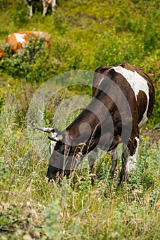 cows graze in a green field