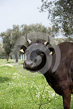 cows graze on a green field in sunny weather