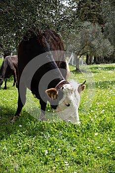 cows graze on a green field in sunny weather