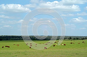 Cows graze in a green grass field photo