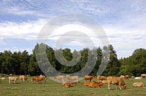 Cows graze in a green grass field photo