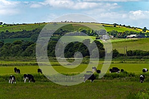 A cows graze on a green grass meadow on a summer day. Hilly Irish agrarian landscape. Clear blue sky with white clouds. Black and