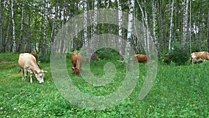 cows graze on a green meadow