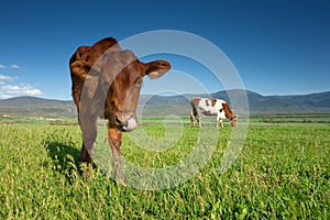 Cows graze on green meadow