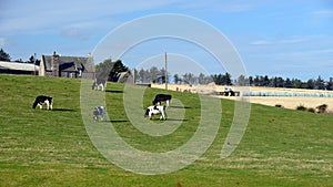 Cows graze on a green meadow