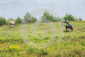 Cows graze in a green meadow on the banks of the river and pluck grass