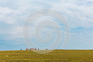 Cows graze in the green meadow Blue sky Farm