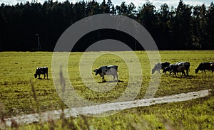 Cows graze on a green meadow. Dairy breeds of cows. Cattle on the pasture. Walking cows in the field