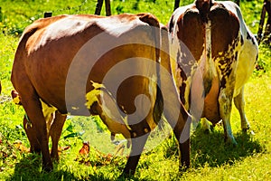 Cows graze on green meadow field.