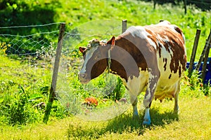 Cows graze on green meadow field.