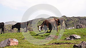 Cows graze in a green meadow high in the mountains Slow motion