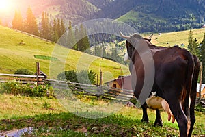 Cows graze on green mountain fields and meadows