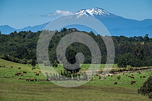 Cows graze on the green pristine field