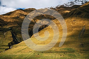 Cows graze on the huge mountainside in Ushguli, Upper Svaneti, Georgia