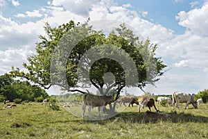 Cows graze on a large green meadow. A calf rests in the shade under a tree. Blue sky overcast with clouds.