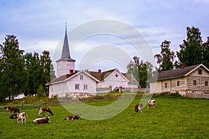 Cows graze on the lawn