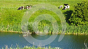 Cows graze in the meadow.