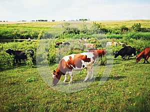 Cows graze meadow