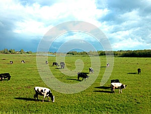 Cows graze in a meadow