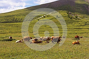 Cows graze in the meadow