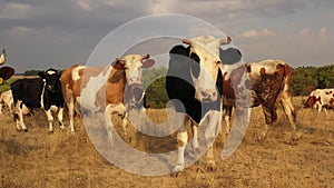 Cows graze in the meadow