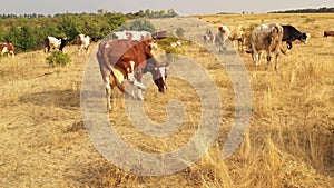 Cows graze in the meadow