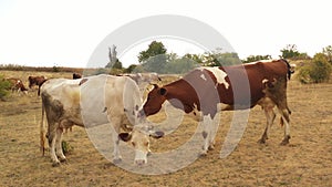 Cows graze in the meadow