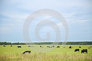 Cows graze in a meadow