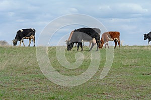 Cows graze in a meadow