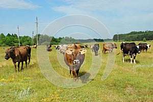 Ð¡cows graze in the meadow.