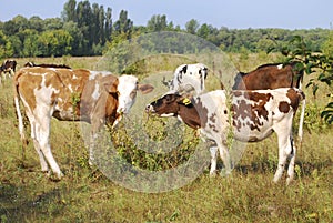 Ð¡cows graze in the meadow.