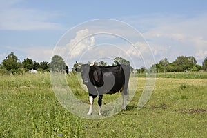 Ð¡cows graze in the meadow.