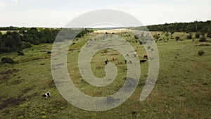 Cows graze in a meadow. Aerial