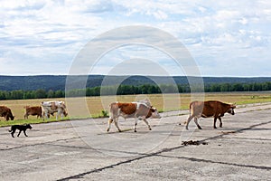 Cows graze in the meadow, cross roads on the background of the forest