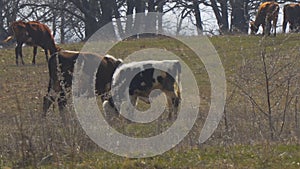 Cows graze in meadow in early spring