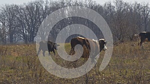 Cows graze in meadow in early spring