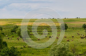 Cows graze in a meadow in a field.  Picture from the far. Pasture and green grass. Panoramic shot. Farming and agricultural