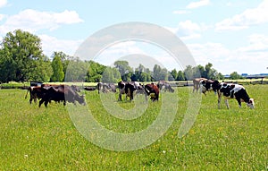 Cows graze on a meadow on a hot day