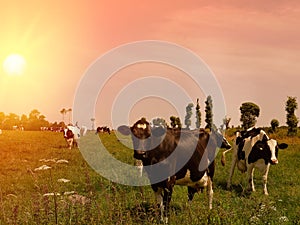 Cows graze on a meadow of mountain at sunset of Greece. Cow on the mountain opposite sea.