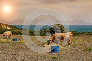 Cows graze on a meadow of mountain at sunset of Greece. Cow on the mountain opposite sea.