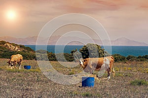 Cows graze on a meadow of mountain at sunset of Greece. Cow on the mountain opposite sea.