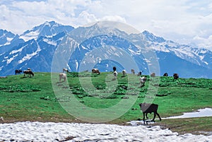 Cows graze in a meadow in the mountains