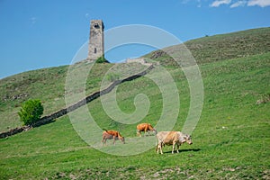 Cows graze in a meadow in the mountains