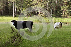cows graze in a meadow near a forest lake