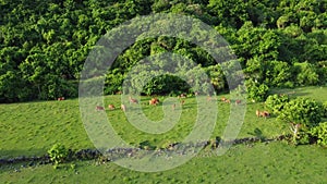 Cows graze in a meadow near a mountain