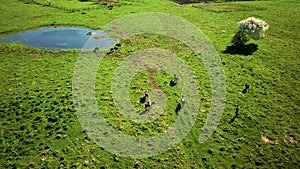 Cows graze on a meadow near the pond