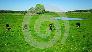 Cows graze on a meadow near the pond