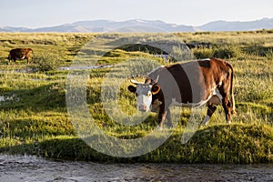 Cows graze in a meadow near the river