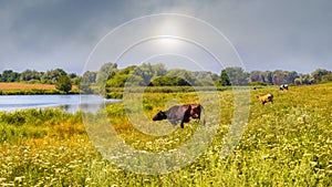 Cows graze on a meadow near the river, summer landscape