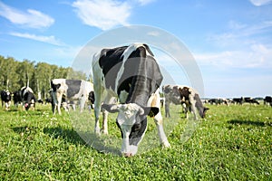 Cows graze in a meadow in summer